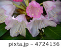 石楠花　