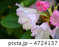 石楠花　