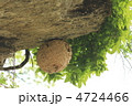 蜂の巣