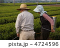 茶畑