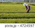 茶畑