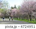 真駒内公園の桜