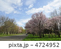 真駒内公園の桜
