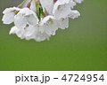 桜緑バック