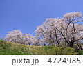 桜（三春）
