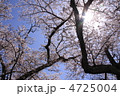 桜（三春）
