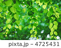 新緑