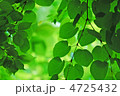 新緑