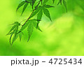 新緑