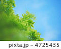 新緑