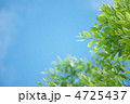 新緑