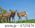 奈良公園の鹿