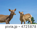 奈良公園の鹿