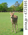 奈良公園の鹿