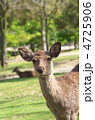 奈良公園の鹿