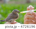 文鳥の餌やり
