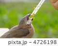 文鳥の餌やり