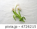 白いチューリップ