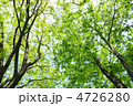 新緑と木漏れ日