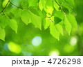 新緑