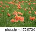 丘の上にヒナゲシの花