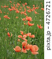 丘の上にヒナゲシの花