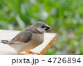文鳥の雛