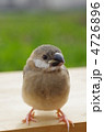 文鳥の雛