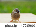 文鳥の雛