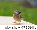 文鳥の雛