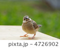 文鳥の雛
