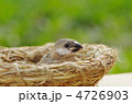 文鳥の雛