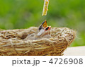 ブンチョウのヒナの餌やり