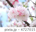花桃