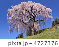 三春　芹沢の桜
