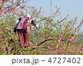桃の摘花