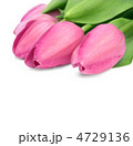4729136