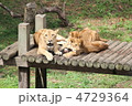 ライオンの親子