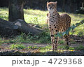 チーター