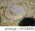 クラゲ