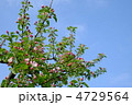 リンゴの花とツボミ