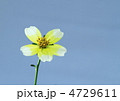 ウィンターコスモスの花