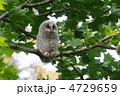 フクロウの幼鳥