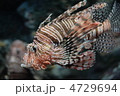 ミノカサゴ