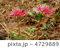 彼岸花