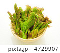 タラの芽