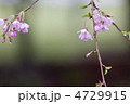 しだれ桜