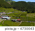 静岡の茶畑 4730043