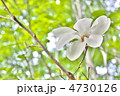 こぶしの花　