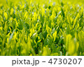 新茶